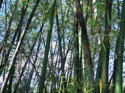 Bamboo Plants Japanese