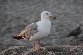 seagull on the sand beach