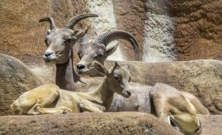 goats with long horns on stones on a sunny day