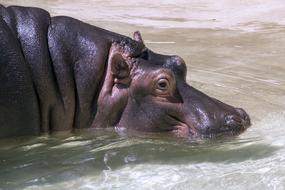 Hippopotamus, head of Animal on water