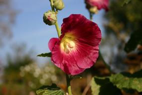 Mallow Blossom Bloom