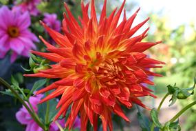 Dahlia Blossom Bloom