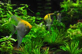 gorgeous exotic Fish Tank