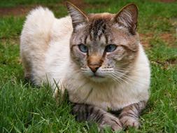 domestic cat with blue eyes on the grass close up