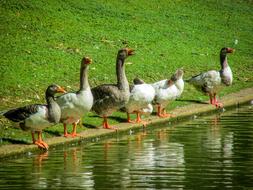 geese herd in the park