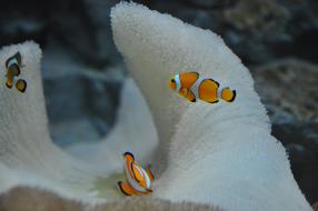 colorful fish in the aquarium