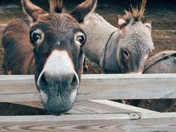 a couple of donkeys on the farm near the fence