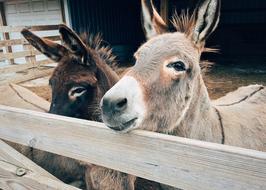 portrait of Donkey Animal on Farm