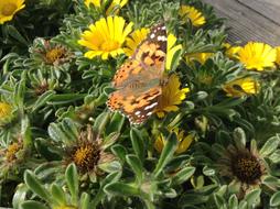 Close-up of the colorful, beautiful and patterned butterfly on the beautiful, yellow and brown flowers