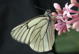 amazing Butterfly Macro