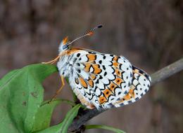 Close-up of the beautiful, white, orange and black, patterned butterfly on the green leaves