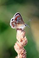 colorful butterfly on dry grass