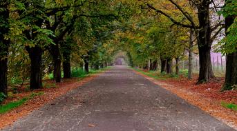 Autumn Road Trees