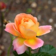 colorful Rose Bloom in Garden