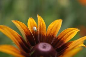 Flower Nature Insect