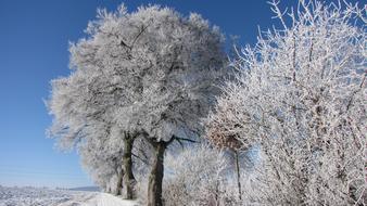 snow trees in the field landscape