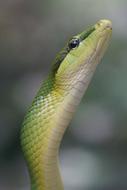 green wild snake