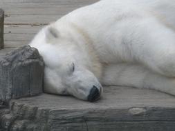 amazing Polar Bear