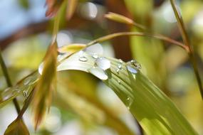 Drop Of Water Nature Raindrop