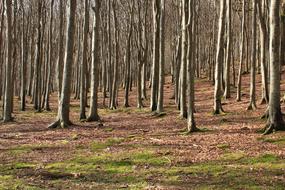 Outdoor Forest Nature