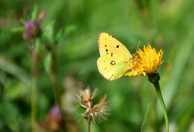 Butterfly Golden Eight Colias