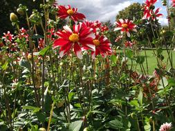 Flower Dahlia