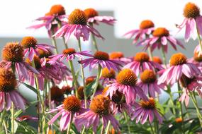 pink Cone Flower Nature