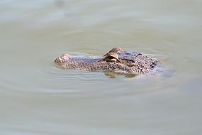 Alligator Florida Gator