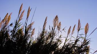 Reeds Sky Light