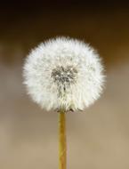 Dandelion Seeds Nature