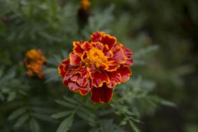 Marigold Flower Blossom