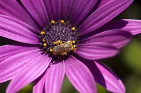 beetle pollinates purple chamomile