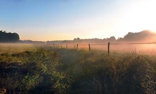 Fence Fog Morning