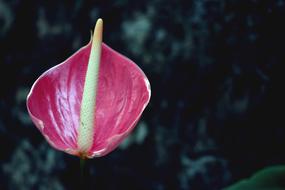 Pink floral Garden