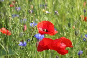 beautiful poppy buds in the grass