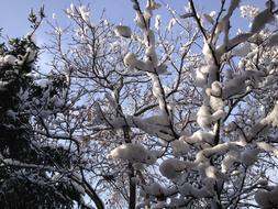 Winter Snow Trees