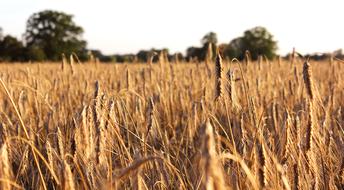 Cornfield Sky Trees