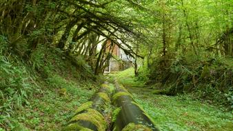 Hose Forest Tunnel