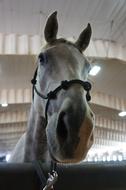 Horse Curious