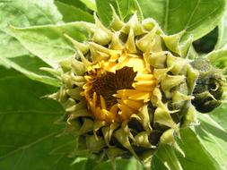 Sunflower Nature Yellow