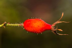 Rose Hip Red Orange Close