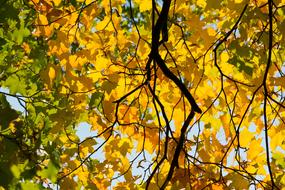 Autumn Yellow foliage tree