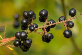 Black Berry Berries Autumn