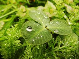 Cloverleaf Drop Rain Rainy