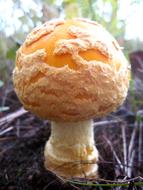 Nature Amanita Flavoconia Fungi