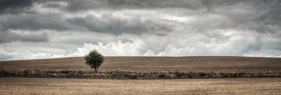 Tree Field Heaven