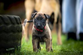Portrait of the beautiful and colorful Belgian Shepherd dog on the green grass