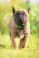 Sweet Cute Puppy dog in green collar on meadow