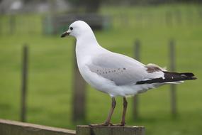 seagull sits on a wooden fence in the countryside