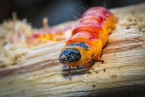 colorful Caterpillar of Willow Drill Butterfly